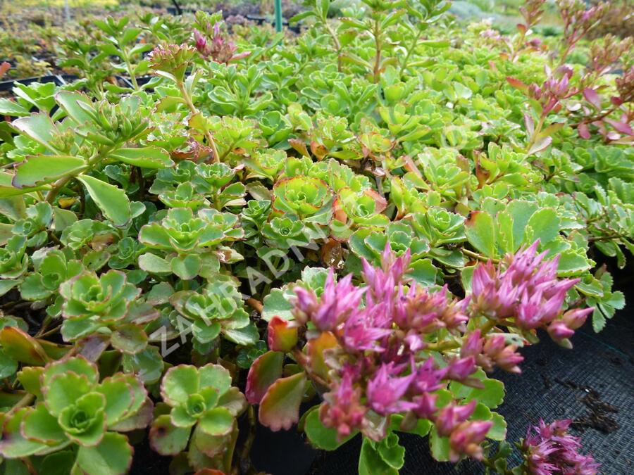 Rozchodník pochybný - Sedum spurium
