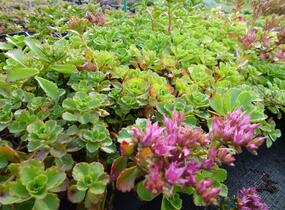 Rozchodník pochybný - Sedum spurium
