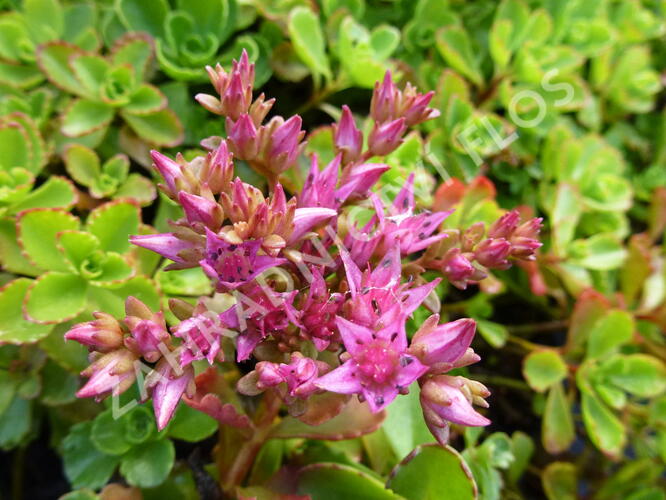 Rozchodník pochybný - Sedum spurium