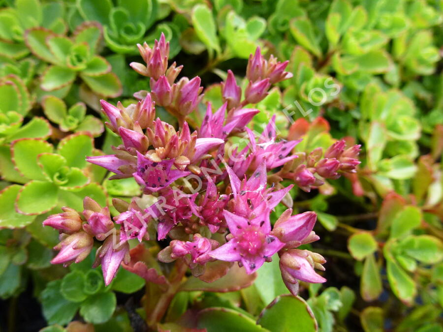 Rozchodník pochybný - Sedum spurium