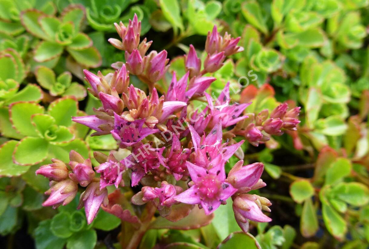 Rozchodník pochybný - Sedum spurium