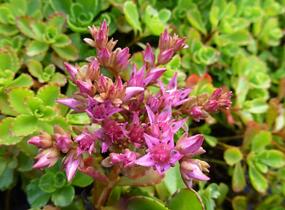 Rozchodník pochybný - Sedum spurium