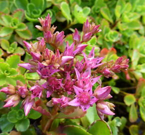 Rozchodník pochybný - Sedum spurium