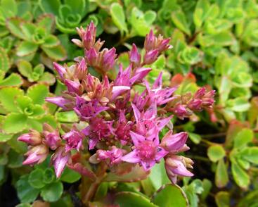 Rozchodník pochybný