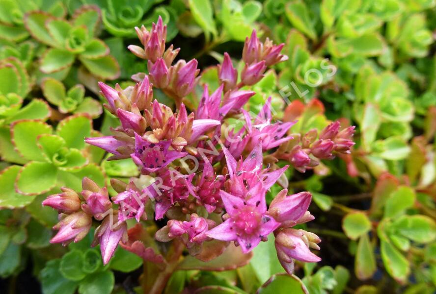 Rozchodník pochybný - Sedum spurium