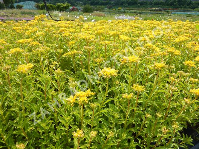 Rozchodník kamčatský - Sedum kamtschaticum ssp. ellacombianum