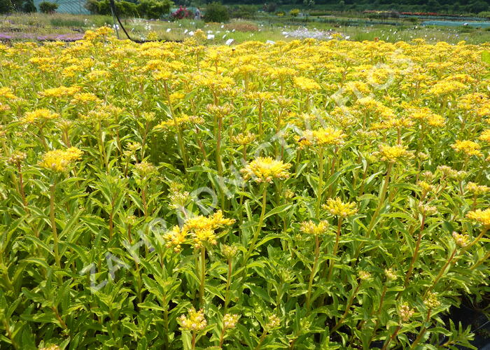 Rozchodník kamčatský - Sedum kamtschaticum ssp. ellacombianum