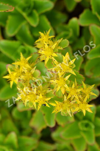 Rozchodník kamčatský - Sedum kamtschaticum ssp. ellacombianum
