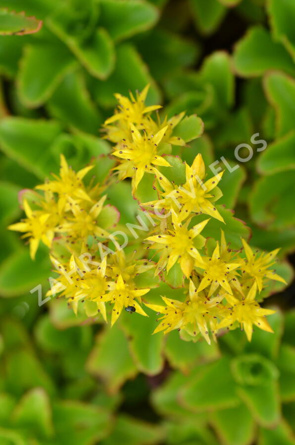 Rozchodník kamčatský - Sedum kamtschaticum ssp. ellacombianum