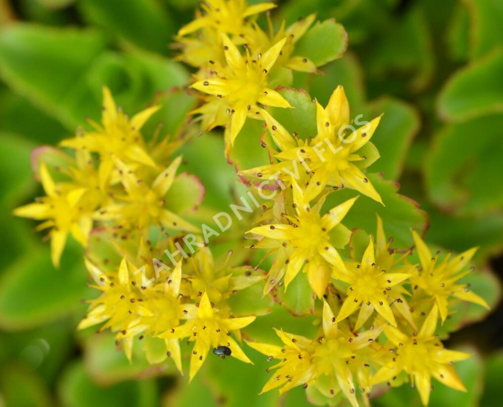 Rozchodník kamčatský - Sedum kamtschaticum ssp. ellacombianum
