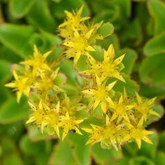 Rozchodník kamčatský - Sedum kamtschaticum ssp. ellacombianum