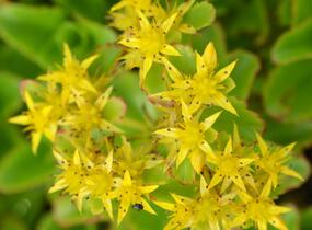 Rozchodník kamčatský - Sedum kamtschaticum ssp. ellacombianum