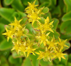 Rozchodník kamčatský - Sedum kamtschaticum ssp. ellacombianum