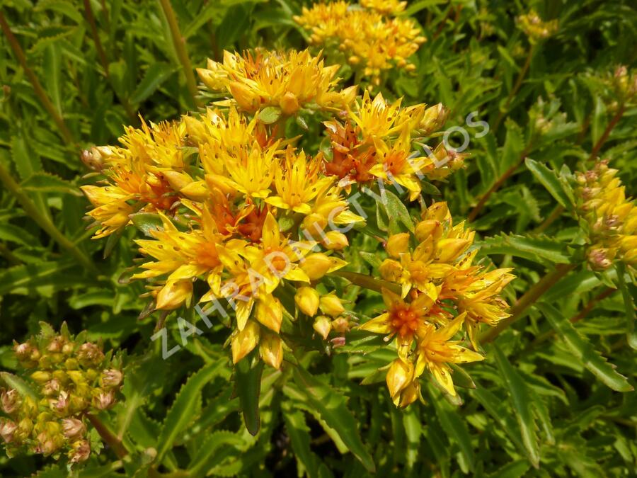 Rozchodník kamčatský - Sedum kamtschaticum ssp. ellacombianum