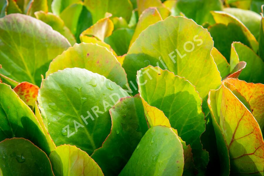 Bergénie srdčitá 'Shoeshine Rose' - Bergenia cordifolia 'Shoeshine Rose'