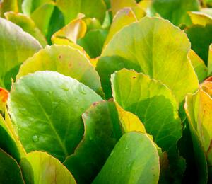 Bergénie srdčitá 'Shoeshine Rose' - Bergenia cordifolia 'Shoeshine Rose'