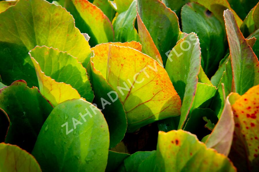 Bergénie srdčitá 'Shoeshine Rose' - Bergenia cordifolia 'Shoeshine Rose'