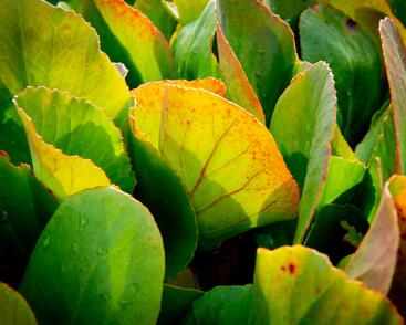 Bergénie srdčitá 'Shoeshine Rose'