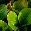 Bergénie srdčitá 'Shoeshine Rose' - Bergenia cordifolia 'Shoeshine Rose'