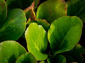Bergénie srdčitá 'Shoeshine Rose' - Bergenia cordifolia 'Shoeshine Rose'