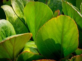 Bergénie srdčitá 'Shoeshine Rose' - Bergenia cordifolia 'Shoeshine Rose'