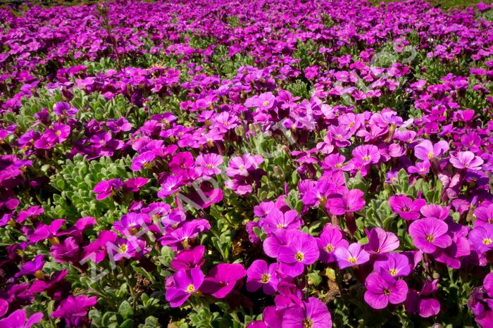 Tařička kosníkovitá 'Audrey Red' - Aubrieta deltoides 'Audrey Red'