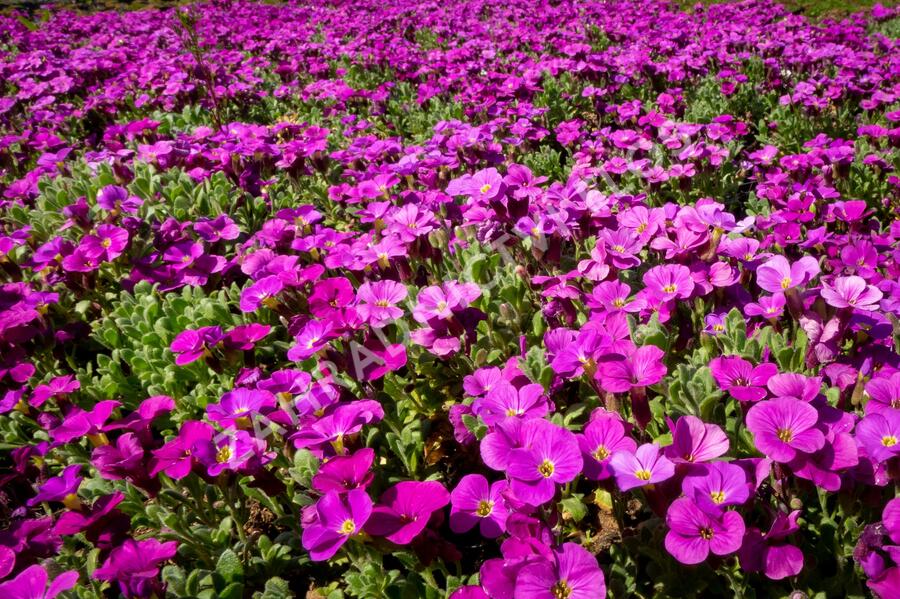 Tařička kosníkovitá 'Audrey Red' - Aubrieta deltoides 'Audrey Red'