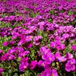 Tařička kosníkovitá 'Audrey Red' - Aubrieta deltoides 'Audrey Red'