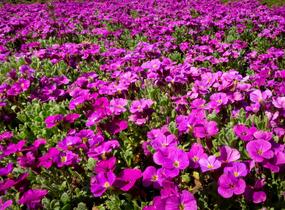 Tařička kosníkovitá 'Audrey Red' - Aubrieta deltoides 'Audrey Red'