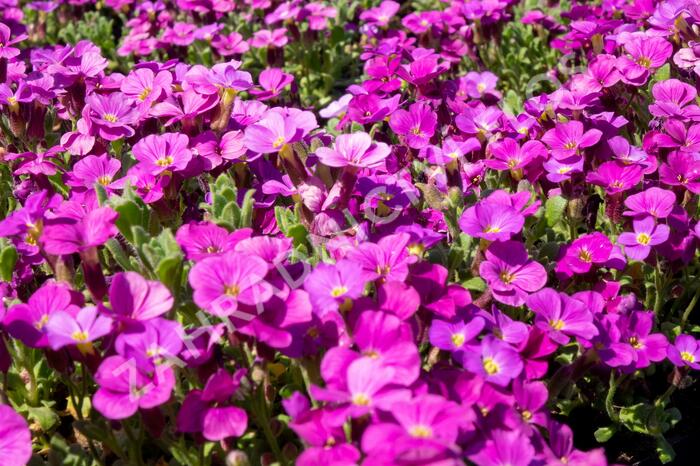 Tařička kosníkovitá 'Audrey Red' - Aubrieta deltoides 'Audrey Red'