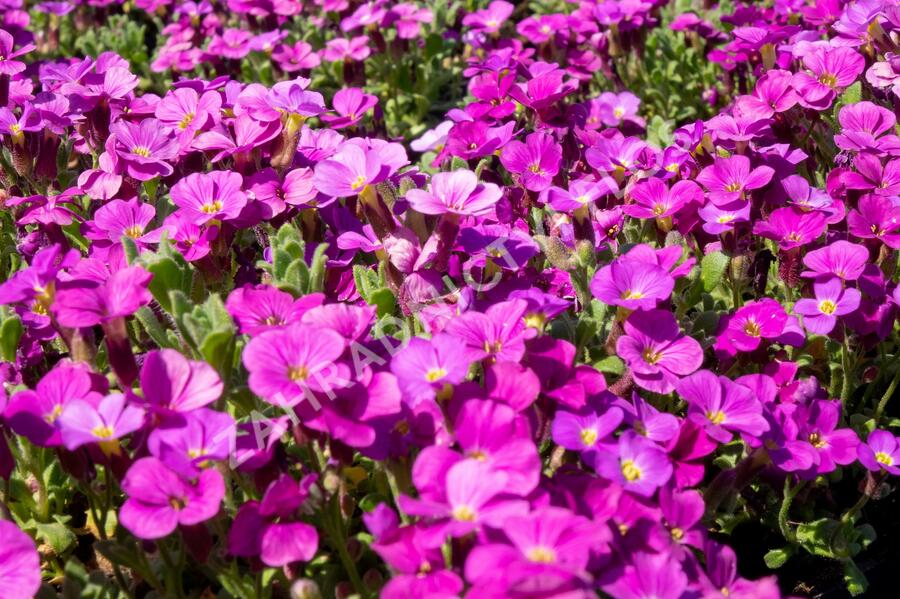 Tařička kosníkovitá 'Audrey Red' - Aubrieta deltoides 'Audrey Red'