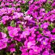 Tařička kosníkovitá 'Audrey Red' - Aubrieta deltoides 'Audrey Red'