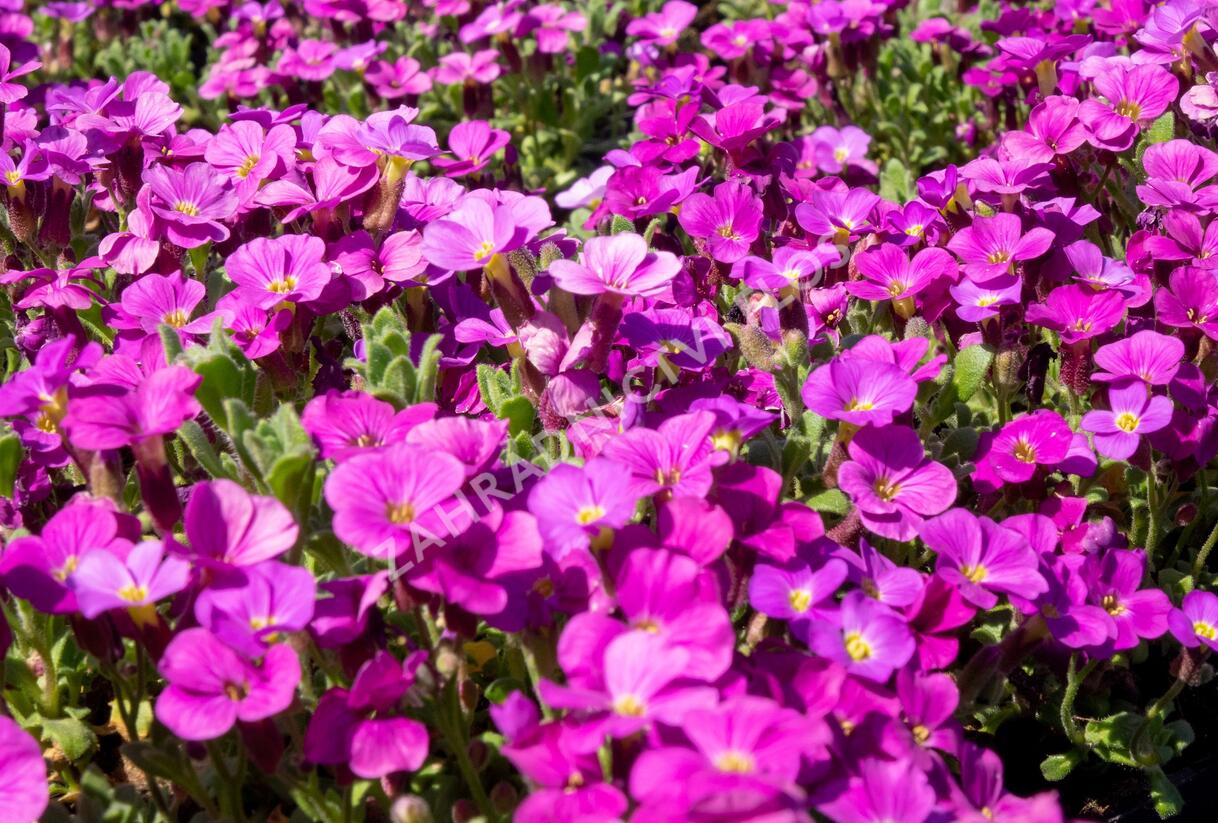 Tařička kosníkovitá 'Audrey Red' - Aubrieta deltoides 'Audrey Red'
