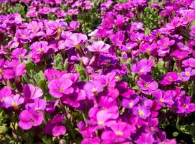 Tařička kosníkovitá 'Audrey Red' - Aubrieta deltoides 'Audrey Red'