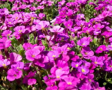 Tařička kosníkovitá 'Audrey Red'