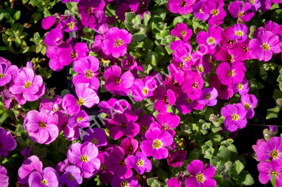 Tařička kosníkovitá 'Audrey Red' - Aubrieta deltoides 'Audrey Red'