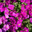 Tařička kosníkovitá 'Audrey Red' - Aubrieta deltoides 'Audrey Red'