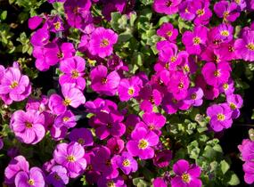 Tařička kosníkovitá 'Audrey Red' - Aubrieta deltoides 'Audrey Red'
