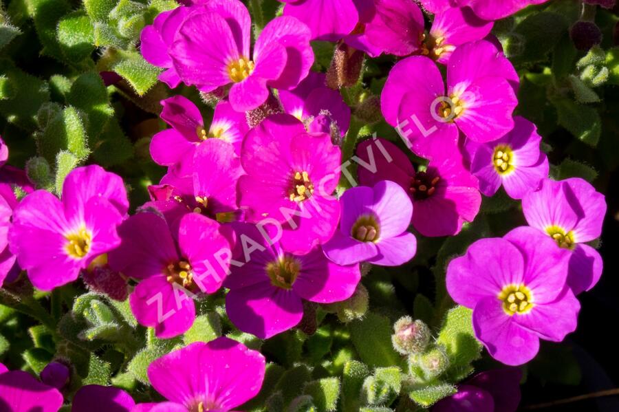 Tařička kosníkovitá 'Audrey Red' - Aubrieta deltoides 'Audrey Red'