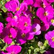 Tařička kosníkovitá 'Audrey Red' - Aubrieta deltoides 'Audrey Red'