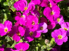 Tařička kosníkovitá 'Audrey Red' - Aubrieta deltoides 'Audrey Red'