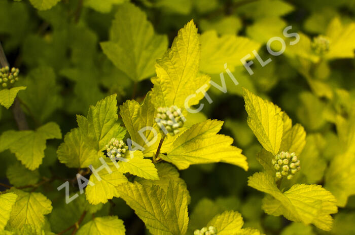 Tavola kalinolistá 'Dart's Gold' - Physocarpus opulifolius 'Dart's Gold'