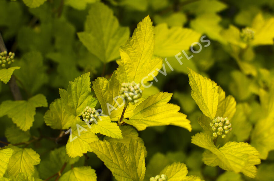 Tavola kalinolistá 'Dart's Gold' - Physocarpus opulifolius 'Dart's Gold'