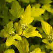 Tavola kalinolistá 'Dart's Gold' - Physocarpus opulifolius 'Dart's Gold'