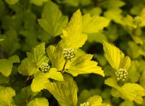 Tavola kalinolistá 'Dart's Gold' - Physocarpus opulifolius 'Dart's Gold'