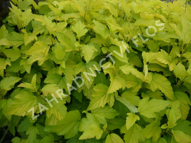 Tavola kalinolistá 'Dart's Gold' - Physocarpus opulifolius 'Dart's Gold'