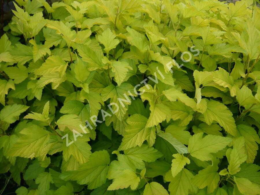 Tavola kalinolistá 'Dart's Gold' - Physocarpus opulifolius 'Dart's Gold'