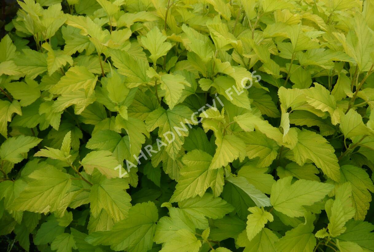 Tavola kalinolistá 'Dart's Gold' - Physocarpus opulifolius 'Dart's Gold'