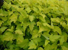 Tavola kalinolistá 'Dart's Gold' - Physocarpus opulifolius 'Dart's Gold'