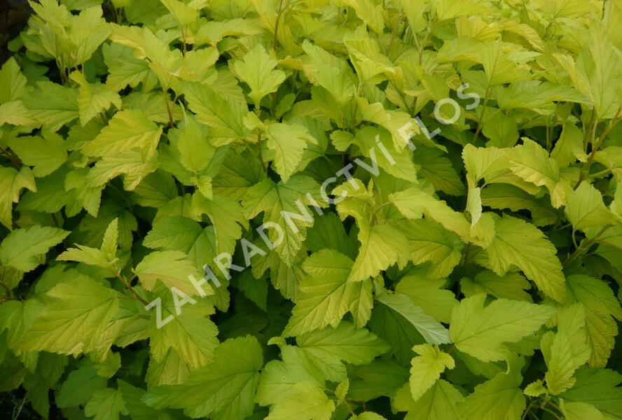 Tavola kalinolistá 'Dart's Gold' - Physocarpus opulifolius 'Dart's Gold'